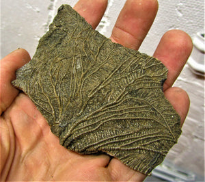 Crinoid fossil head (98 mm)