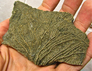 Crinoid fossil head (98 mm)
