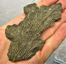 Load image into Gallery viewer, Crinoid fossil double head (107 mm)
