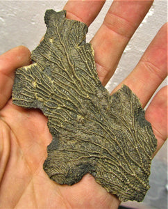 Crinoid fossil double head (107 mm)