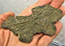 Load image into Gallery viewer, Crinoid fossil double head (107 mm)
