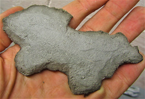 Crinoid fossil double head (107 mm)