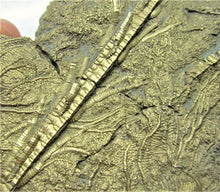 Load image into Gallery viewer, Large golden pyrite crinoid (92 mm) &lt;em&gt;Pentacrinites&lt;/em&gt;
