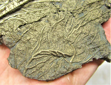 Load image into Gallery viewer, Large golden pyrite crinoid (92 mm) &lt;em&gt;Pentacrinites&lt;/em&gt;
