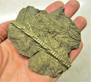 Large golden pyrite crinoid (92 mm) <em>Pentacrinites</em>