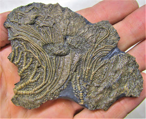 Crinoid fossil with two heads (85 mm)