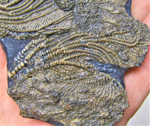 Load image into Gallery viewer, Crinoid fossil with two heads (85 mm)
