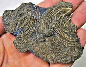 Crinoid fossil with two heads (85 mm)