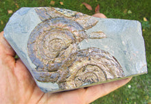 Load image into Gallery viewer, Multi-Psiloceras ammonite display piece
