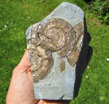 Load image into Gallery viewer, Multi-Psiloceras ammonite display piece
