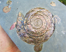 Load image into Gallery viewer, Large iridescent Psiloceras multi-ammonite display piece
