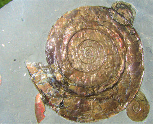 Large iridescent Psiloceras multi-ammonite display piece