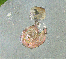 Load image into Gallery viewer, Large iridescent Psiloceras multi-ammonite display piece

