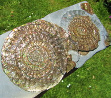 Load image into Gallery viewer, Stunning rainbow-coloured iridescent double Caloceras ammonite display piece
