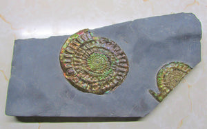 Stunning large green iridescent multi-Caloceras ammonite