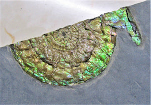 Stunning large green iridescent multi-Caloceras ammonite