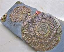 Load image into Gallery viewer, Stunning rainbow-coloured iridescent double Caloceras ammonite display piece
