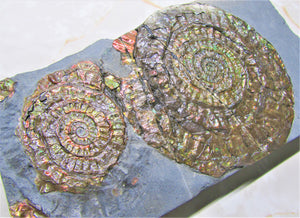 Stunning rainbow-coloured iridescent double Caloceras ammonite display piece