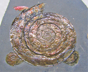 Large iridescent Psiloceras multi-ammonite display piece