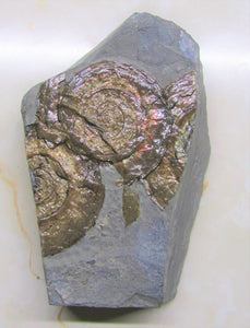 Multi-Psiloceras ammonite display piece