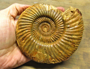 Parkinsonia ammonite fossil (133 mm)