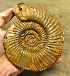 Parkinsonia ammonite fossil (133 mm)