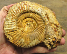 Load image into Gallery viewer, Parkinsonia ammonite fossil (133 mm)

