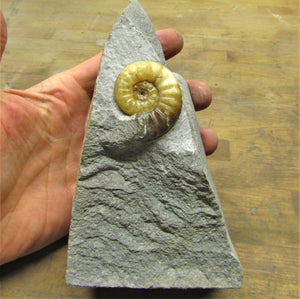 Asteroceras obtusum display ammonite (37 mm)