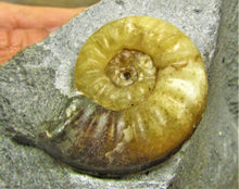 Load image into Gallery viewer, Asteroceras obtusum display ammonite (37 mm)
