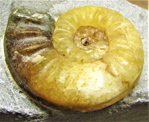 Asteroceras obtusum display ammonite (37 mm)