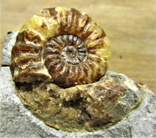 Load image into Gallery viewer, Removable Asteroceras obtusum display ammonite
