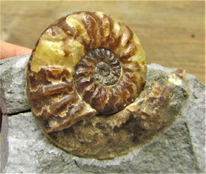 Removable Asteroceras obtusum display ammonite