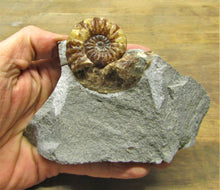 Load image into Gallery viewer, Removable Asteroceras obtusum display ammonite
