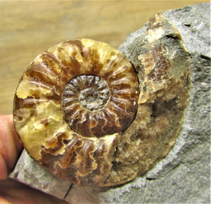 Removable Asteroceras obtusum display ammonite