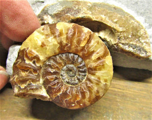 Removable Asteroceras obtusum display ammonite