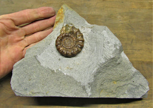 Large calcite Xipheroceras ammonite display piece