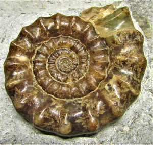 Large calcite Xipheroceras ammonite display piece