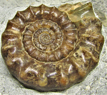 Load image into Gallery viewer, Large calcite Xipheroceras ammonite display piece
