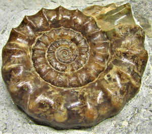 Large calcite Xipheroceras ammonite display piece