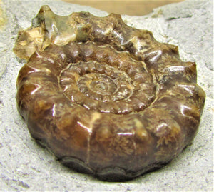 Large calcite Xipheroceras ammonite display piece