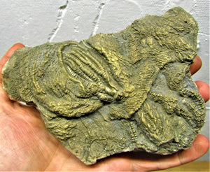 Large golden pyrite crinoid (150 mm) <em>Pentacrinites</em>