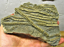 Load image into Gallery viewer, Large golden pyrite crinoid (150 mm) &lt;em&gt;Pentacrinites&lt;/em&gt;
