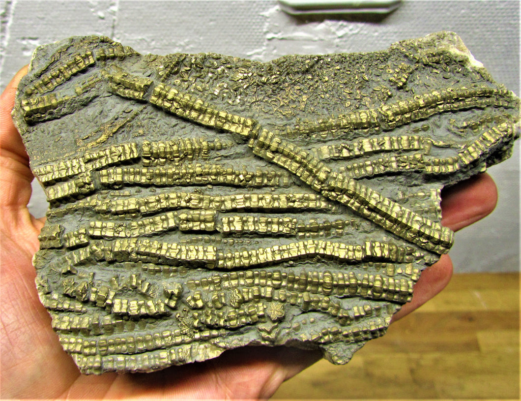 Large golden pyrite crinoid (150 mm) <em>Pentacrinites</em>