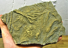 Load image into Gallery viewer, Large complete pyrite crinoid (185 mm) &lt;em&gt;Pentacrinites&lt;/em&gt;
