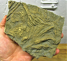 Load image into Gallery viewer, Large complete pyrite crinoid (185 mm) &lt;em&gt;Pentacrinites&lt;/em&gt;
