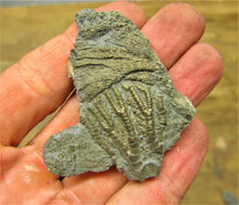 Load image into Gallery viewer, Pyrite crinoid head (56 mm) &lt;em&gt;Pentacrinites&lt;/em&gt;
