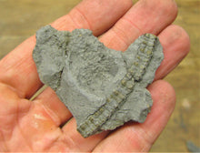 Load image into Gallery viewer, Pyrite crinoid head (56 mm) &lt;em&gt;Pentacrinites&lt;/em&gt;

