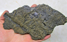 Load image into Gallery viewer, Rare big complete crinoid on driftwood fossil (200 mm)
