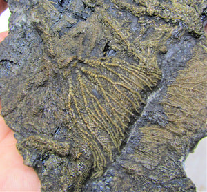 Rare big complete crinoid on driftwood fossil (200 mm)