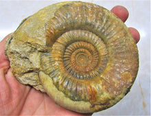 Load image into Gallery viewer, Perfect Leptosphinctes ammonite fossil (107 mm)
